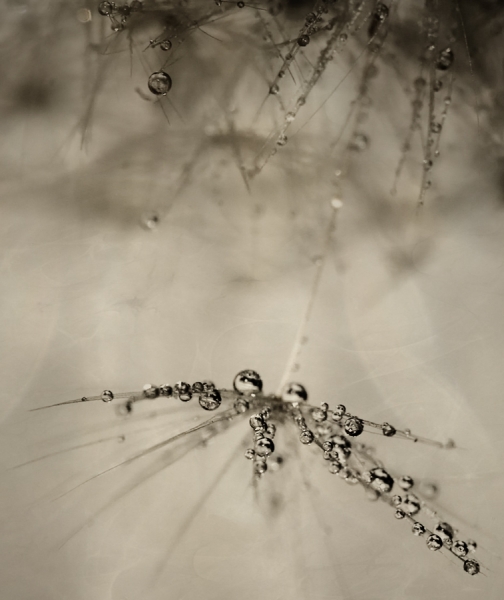 Photograph Jeannette Woitzik Pearls on One Eyeland